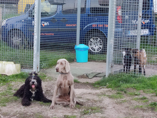 Adiestradores de perros en A Coruña