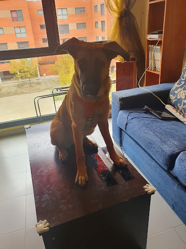Adiestradores de perros en Alcobendas