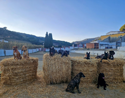 Adiestradores de perros en Calella