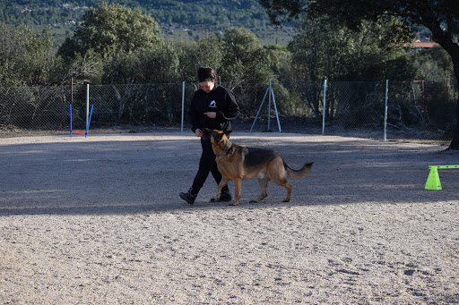 Adiestradores de perros en Collado Villalba