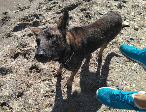 Adiestradores de perros en Fuengirola