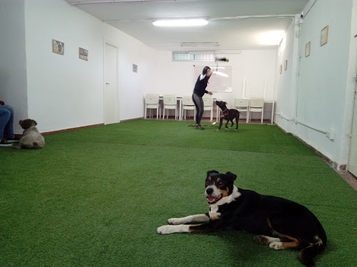 Adiestradores de perros en La Zubia