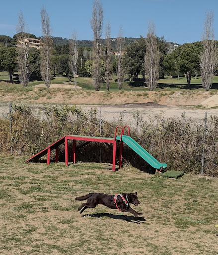 Adiestradores de perros en Mataró