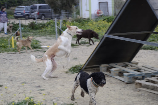 Adiestradores de perros en Rincón de la Victoria
