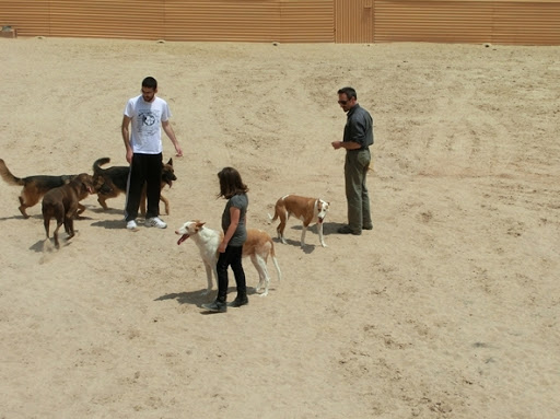 Adiestradores de perros en San Vicente del Raspeig