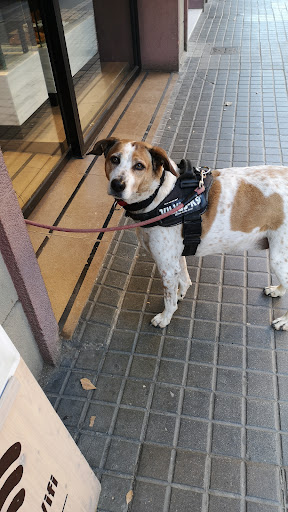 Adiestradores de perros en Santa Coloma de Gramenet