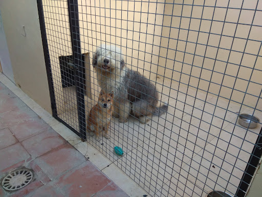 Guarderías caninas y cuidadores en Cártama
