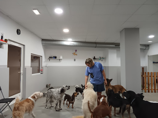 Guarderías caninas y cuidadores en Gijón