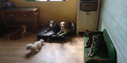Guarderías caninas y cuidadores en León