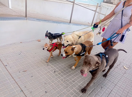 Guarderías caninas y cuidadores en Palma