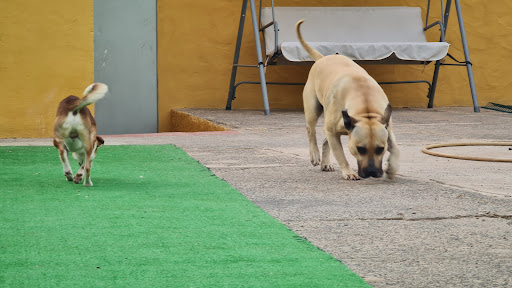 Guarderías caninas y cuidadores en Telde