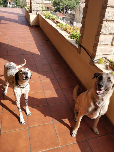 Peluquerías caninas en Benicasim