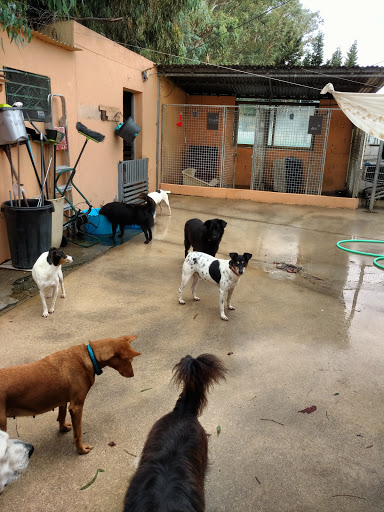 Refugios y protectoras de animales en Los Barrios